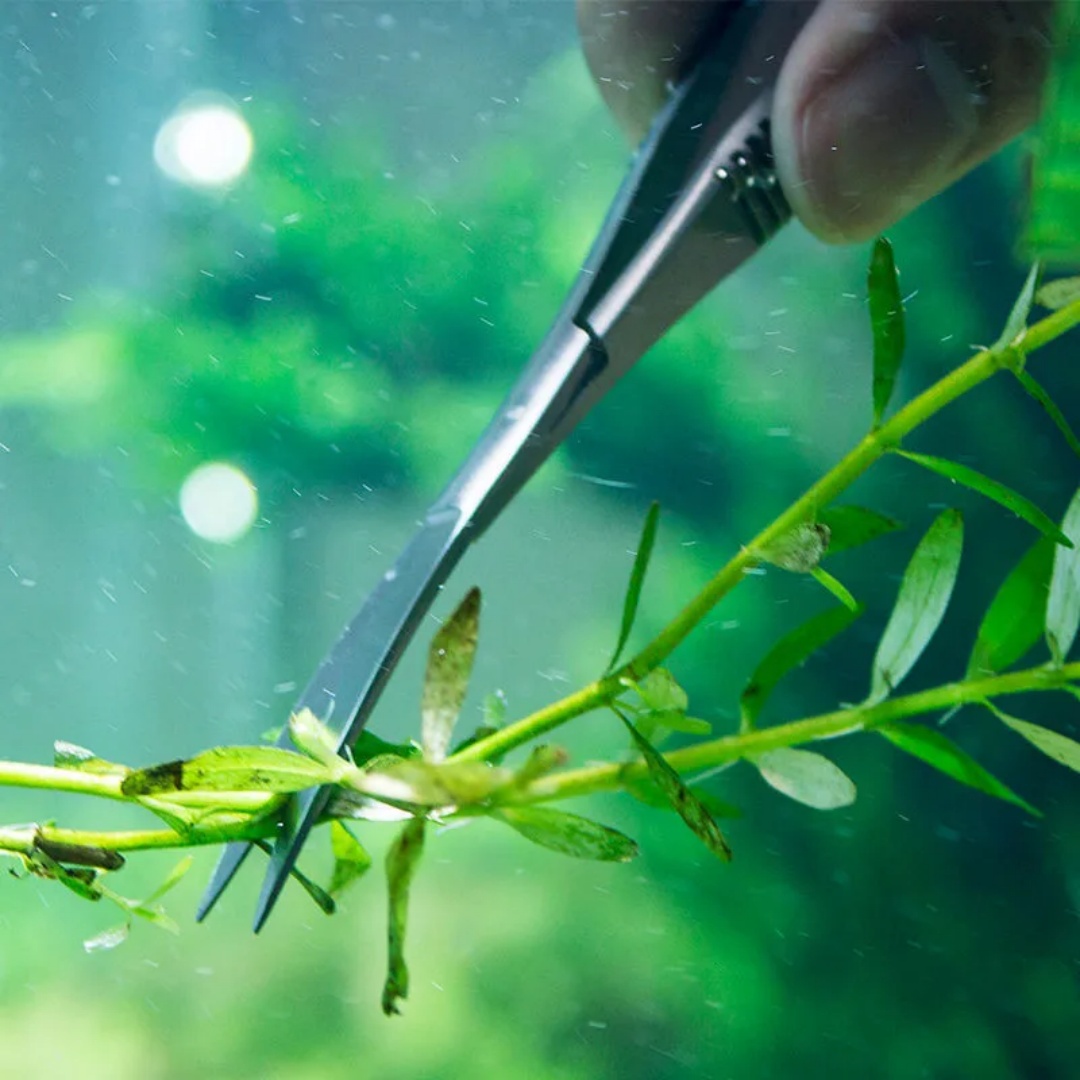 منحني مستقيم الربيع مقص حوض ال - مراجعة Aquarium Plant Utensils وسعره